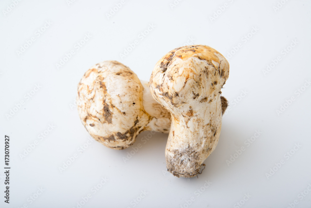 isolated matsutake mushroom