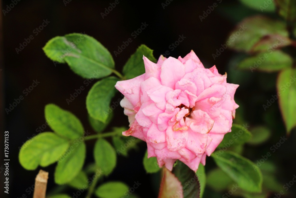 Beautiful roses is blooming in the garden Beautiful roses is blooming in the garden