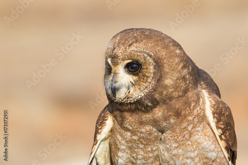 Head close up of an owl, South Africa photo