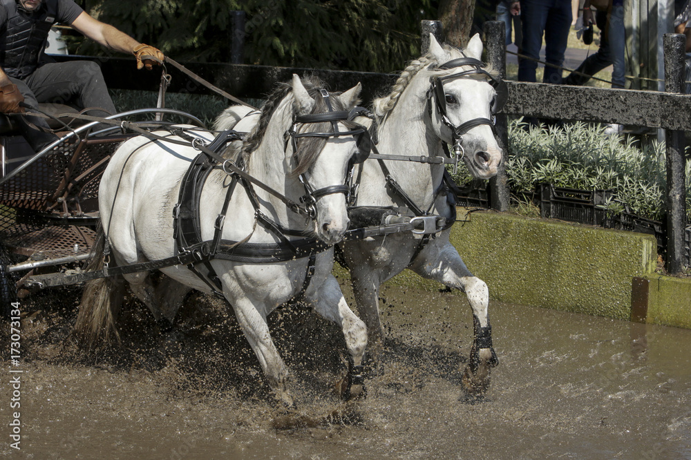 Duo-span witte paardjes door de waterbak