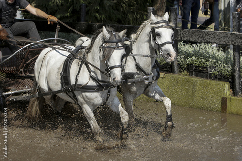 Duo-span witte paardjes door de waterbak