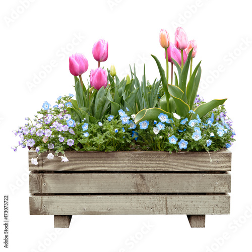 beautiful colorful tulips blooming on wooden pot in white isolated background photo