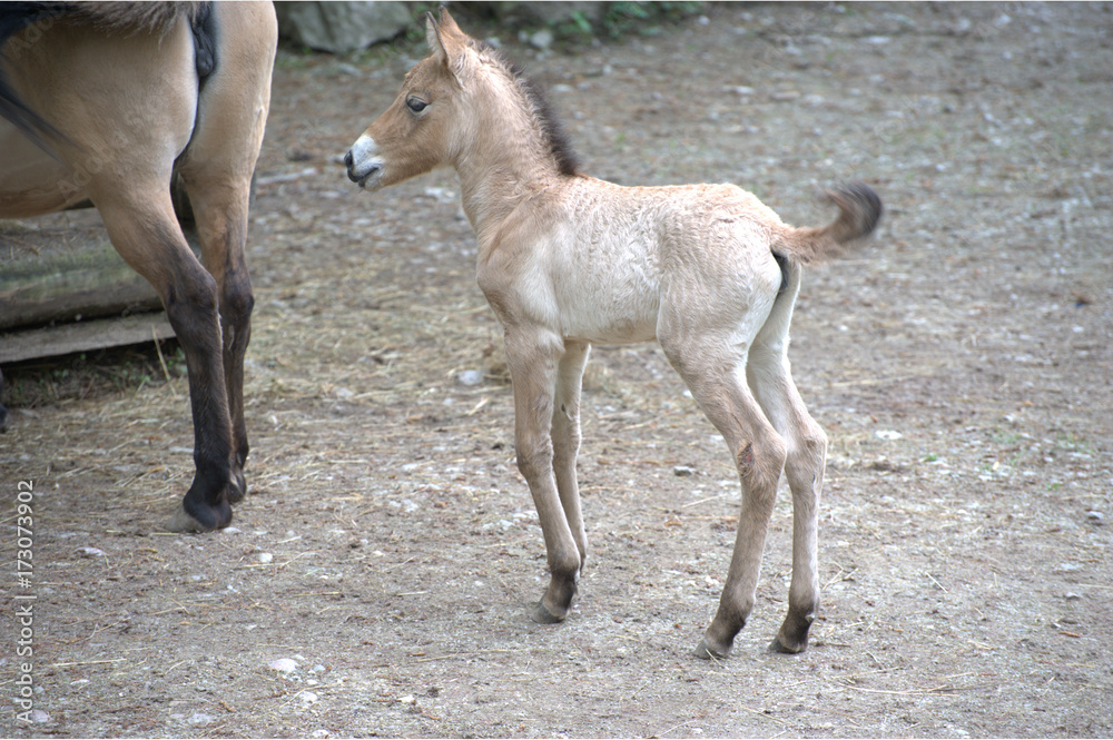 Junges Przewalski Pferd Junges Przewalski Pferd
