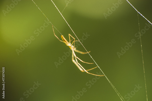 A spider weaves a spider web. The background is green blurred.