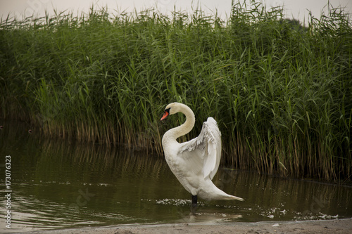 Schilderij op canvas cygne au bord de l'eau se secouant après une averse