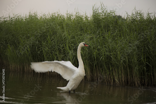 cygne d  ployant ses ailes apr  s une averse 