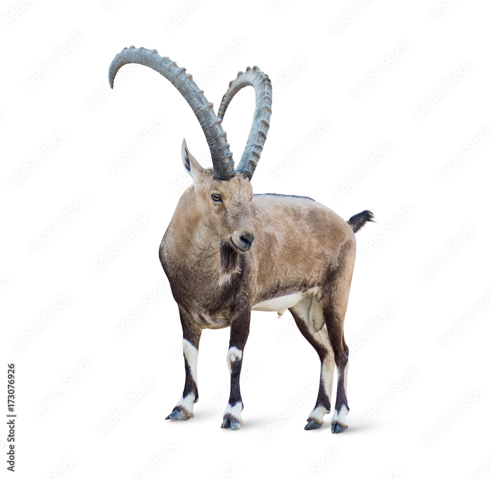 Alpine Ibex isolated on white background