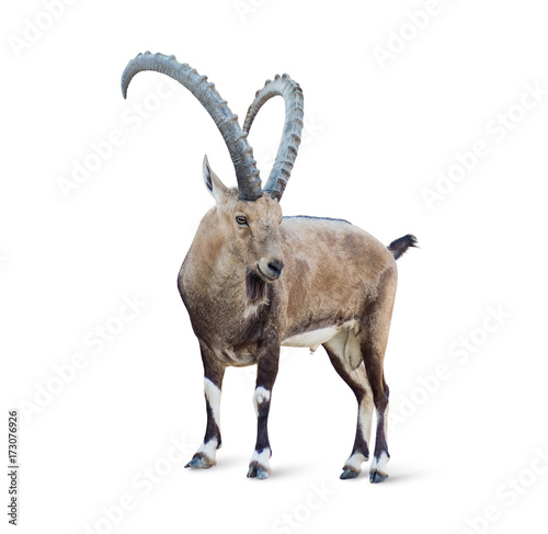 Alpine Ibex isolated on white background photo