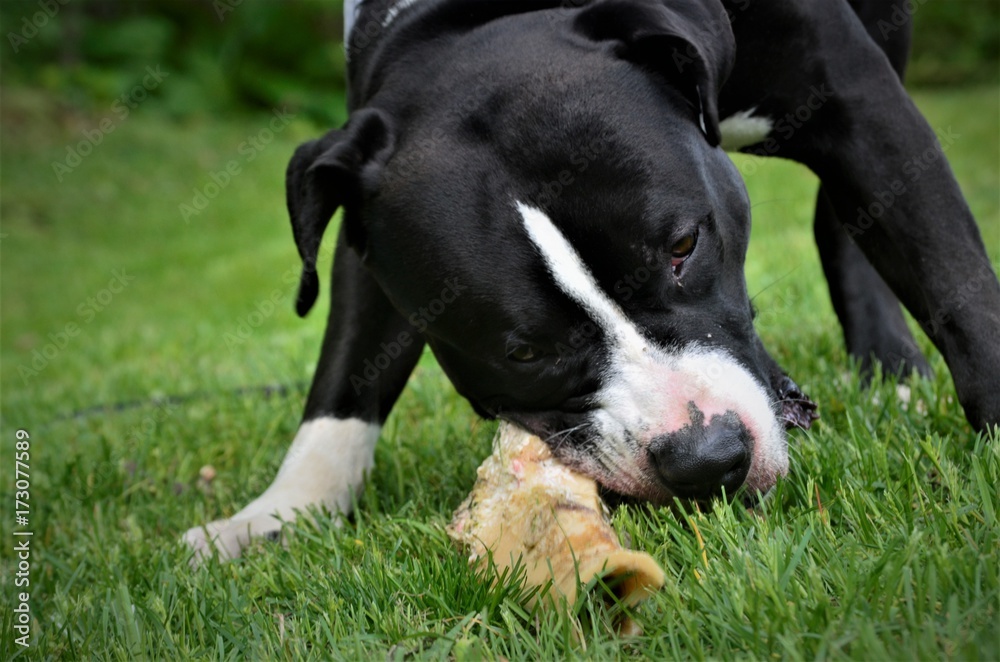 Pitbull terrier chewing on bone 