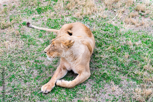 Fototapeta Naklejka Na Ścianę i Meble -  lion is looking around