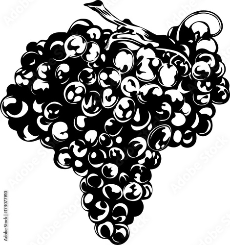 bunch of grapes . Beautiful vector illustration for logo, sticker, sign on a white background.