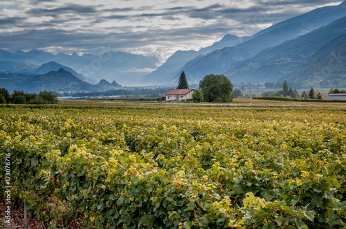Vignobles du Valais photo