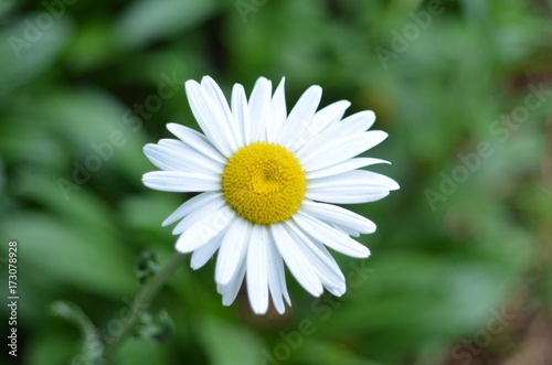 Daisy © carol