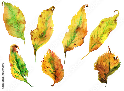 Collection of hand drawing watercolor yellow autumn leaves