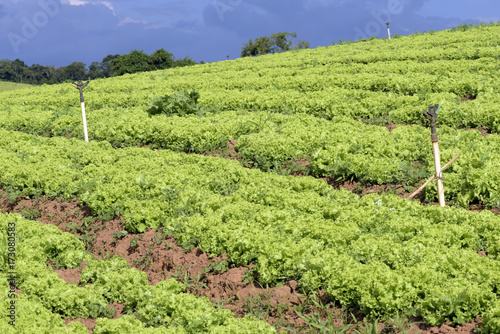 Plantation of lettuce with forest and deep blue skyd photo