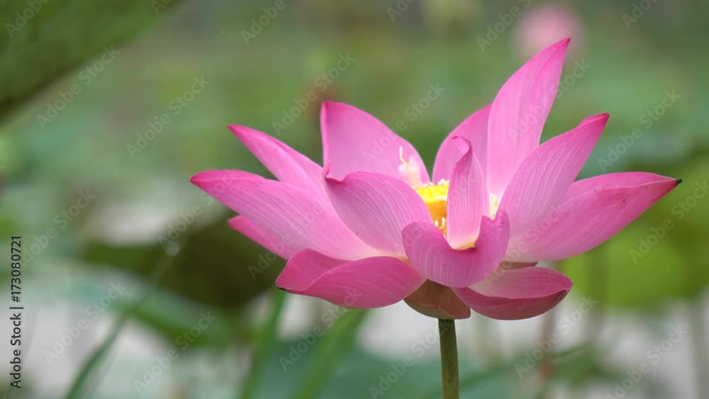 Beautiful flowers background. Beauty blossom pink lotus flower, yellow pistil with green leaf background in a country in early morning. Clip 4k high resolution Beautiful flowers background. Beauty blossom pink lotus flower, yellow pistil with green leaf background in a country in early morning. Clip 4k high resolution