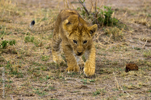 lion cub closeup