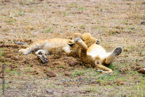 lion cubs playing
