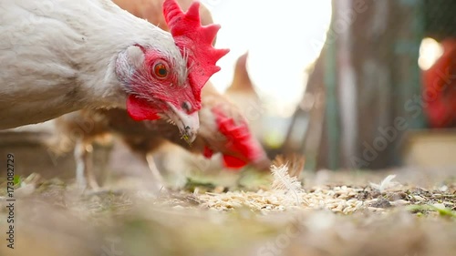 A close-up of a chicken that eats wheat