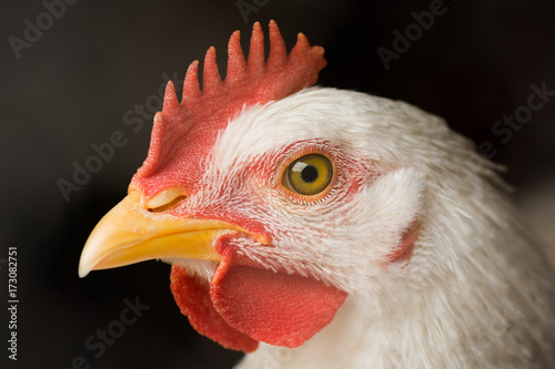 animal portrait of white chicken