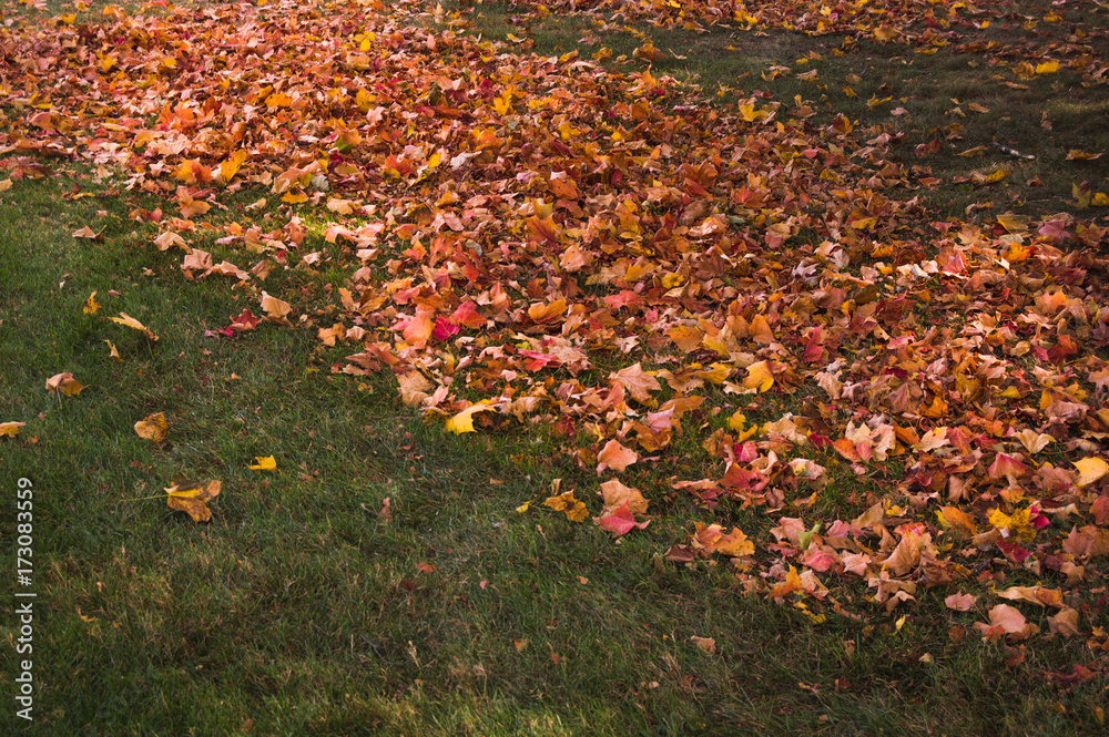 Fall leaves Fall leaves