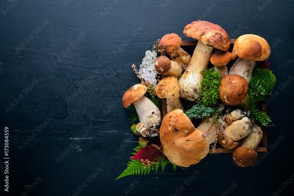 Mushroom Boletus. Fresh forest mushrooms on a black wooden background. Top view. Free space for text.