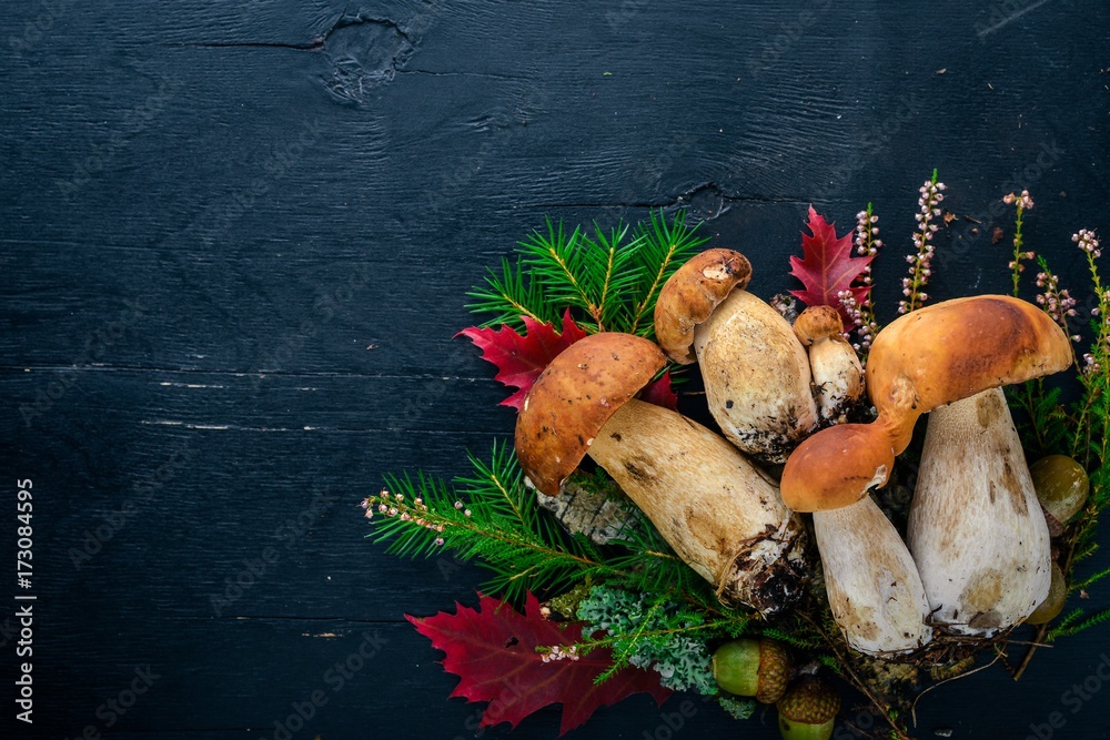 Mushroom Boletus. Fresh forest mushrooms on a black wooden background. Top view. Free space for text.