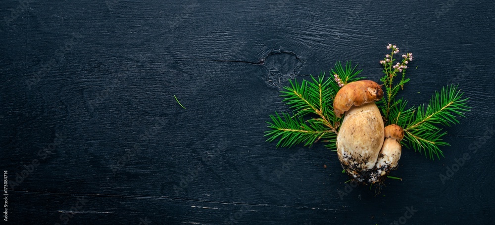 Mushroom Boletus. Fresh forest mushrooms on a black wooden background. Top view. Free space for text.