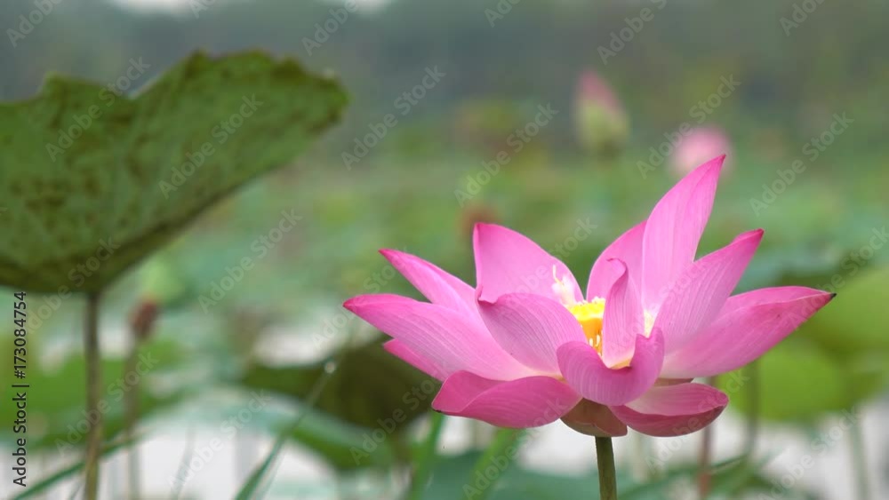 Beautiful flowers background. Beauty blossom pink lotus flower, yellow pistil with green leaf background in a country in early morning. Clip 4k high resolution Beautiful flowers background. Beauty blossom pink lotus flower, yellow pistil with green leaf background in a country in early morning. Clip 4k high resolution