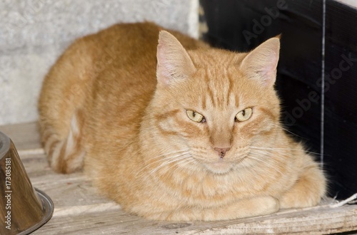 Wallpaper Mural gato adulto Torontodigital.ca