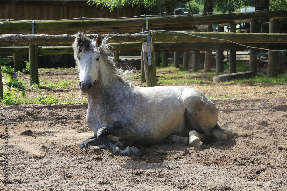 Pferd (Schimmel) auf Pferdekoppel Pferd (Schimmel) auf Pferdekoppel