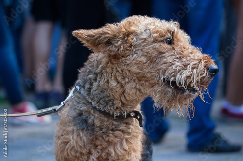 Airedale Terrier dog