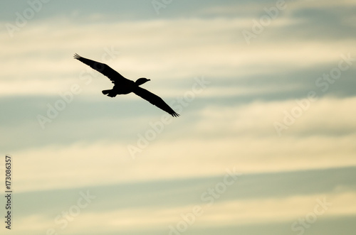 Double-Crested Cormoran Silhouetted in the Sunset Sky As It Flies