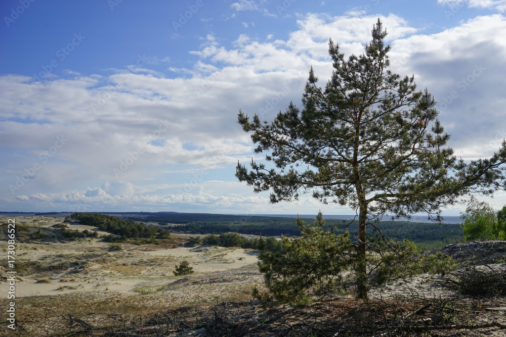 The natural landscape of the Kursk spit in the Kaliningrad region of Russia, with its solitary pine tree on the background of sand dunes and the sea The natural landscape of the Kursk spit in the Kaliningrad region of Russia, with its solitary pine tree on the background of sand dunes and the sea