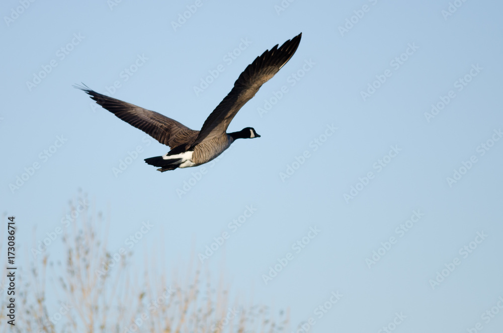 Fototapeta premium Canada Goose Flying in a Blue Sky