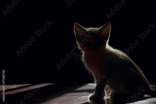 Silhouette Of A Beautiful cat On A Black Background. Silhouette Of A Kitten On Black Background, Cropped Shot.White silhouette of a cat over black. Kitten sitting in the dark room, silhouette. 