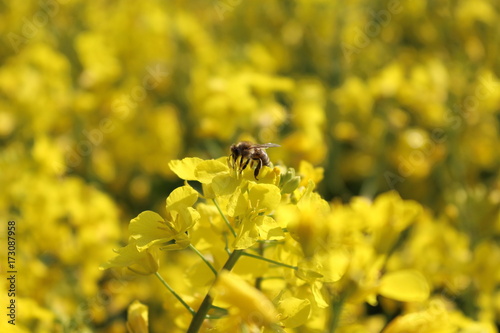 harvesting canola bee biene pollen raps © Jan M.