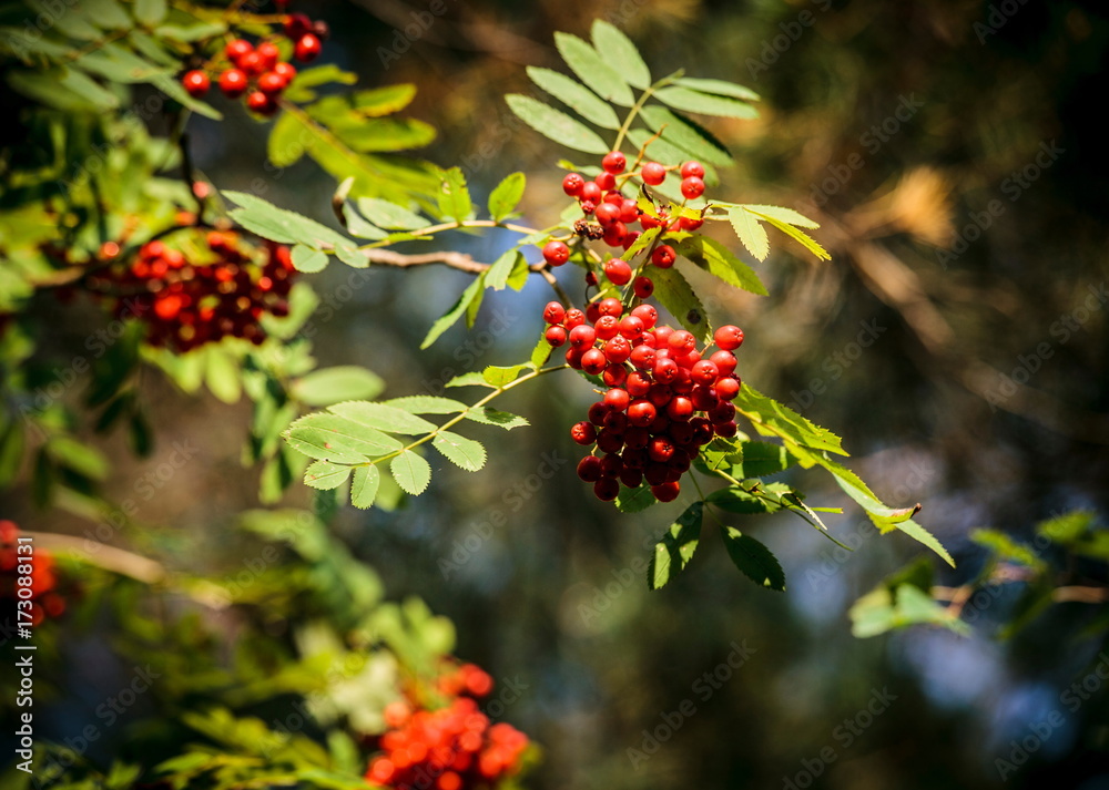 Rowan Rowan