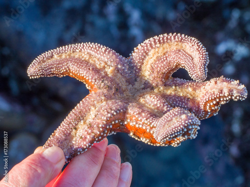 Woman s hand holding a starfish