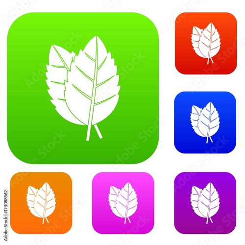 Two basil leaves set color collection