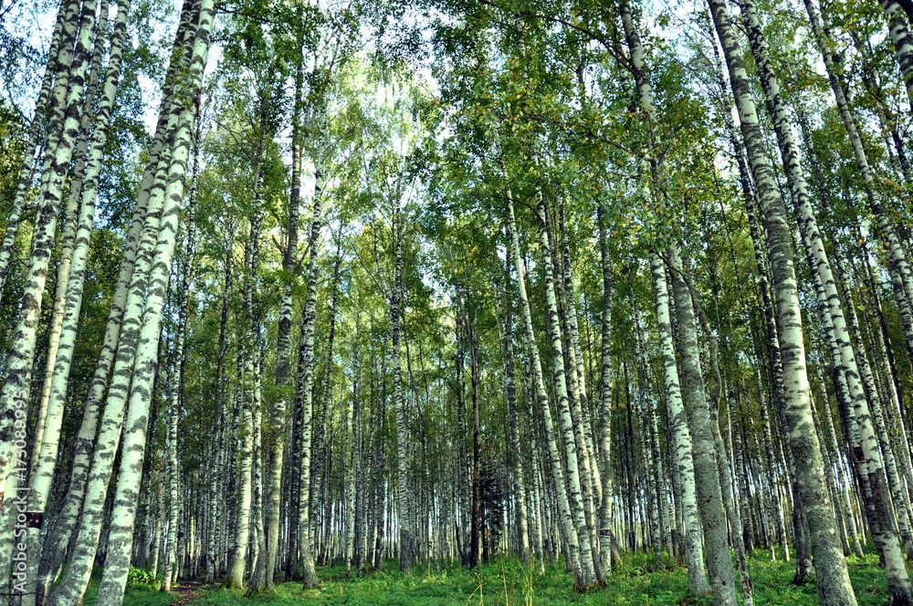 birch forest birch forest
