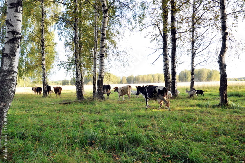 cows in a birch forest