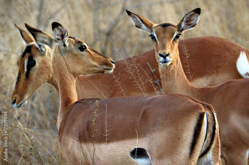 Antelopes in the Kruger National Park, South Africa