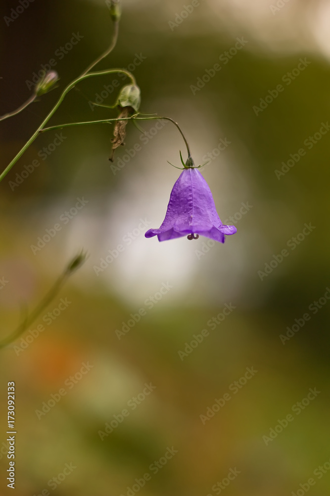 Purple red flower on a dark abstract background. Purple red flower on a dark abstract background.
