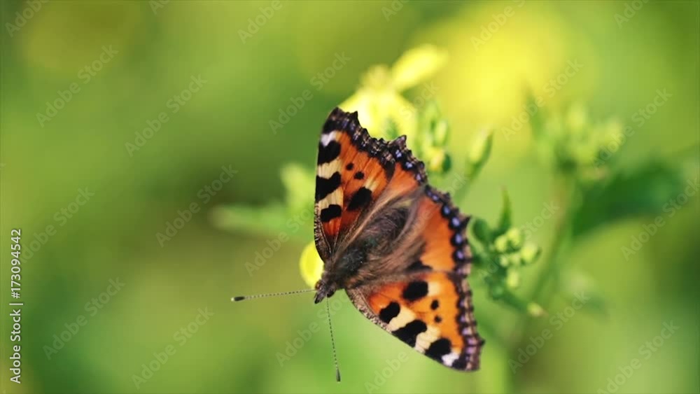 Butterfly closeup on a flower in slow motion