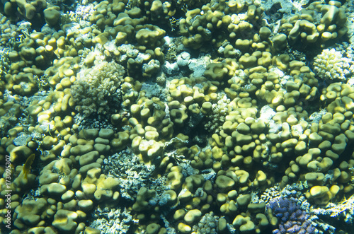 Background of corals in water, textures