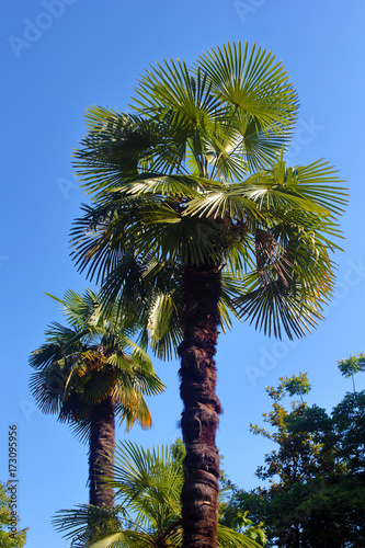 Two palm trees over the blue sky photo