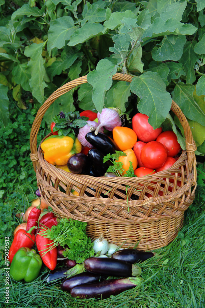 vegetable vegetable