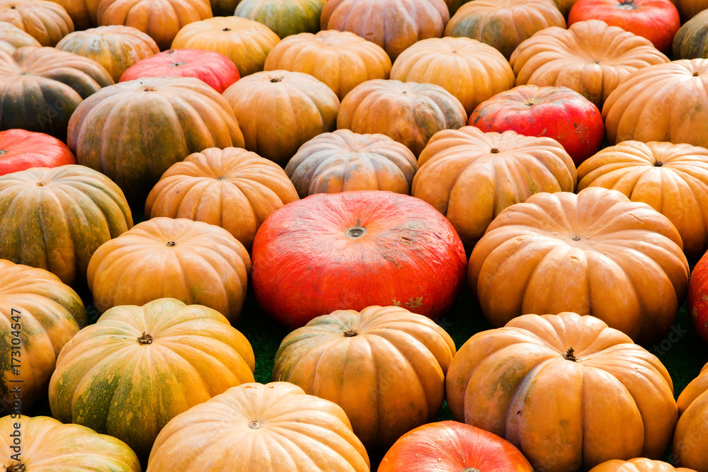 Many different pumpkins - harvest festival