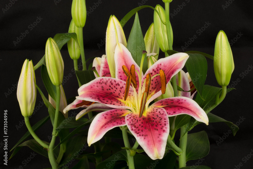 The other name of lilium is The other name of lilium is